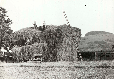 Two men ontop of a huge pile of hay that requires a ladder to climb. A third man is standing on a pile resting on a horse drawn cart.