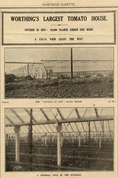 Worthing's Largest Tomato House - Fifteen in one: 28,000 plants under one roof. A local firm leads the way. Heading and two photos shows the exterior and interior of one of the glasshouses.