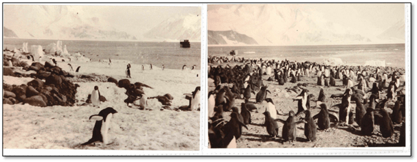 Two sepia photgrpahs side by side. They are of penguin colonies on an icy beach. White mountains are visible in the background.